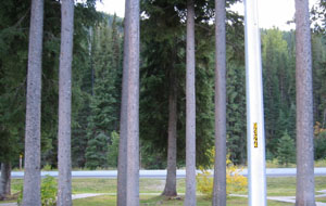 Light pole among the trees