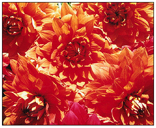 Pile of dahlias