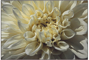 Big white dahlia