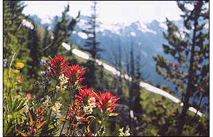 paintbrush with a view